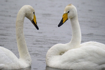 Last Bewick's and the Whooper Swans depart